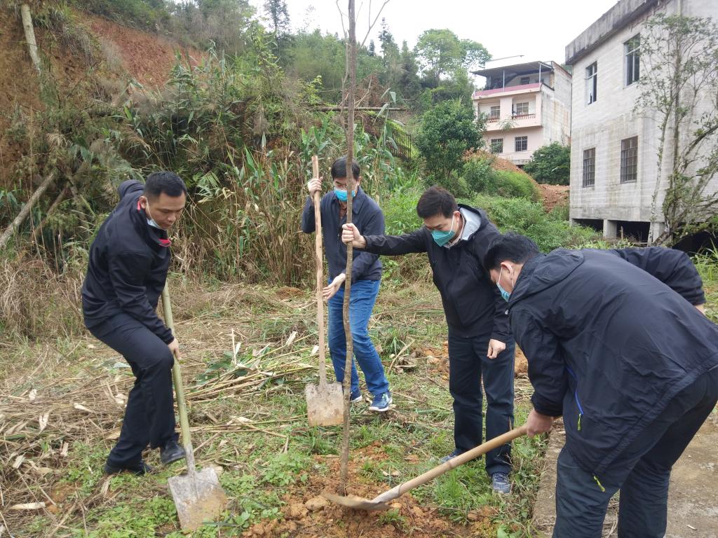 永太村植树现场